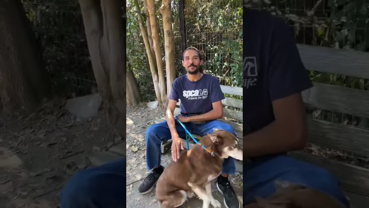 Bradley, a Adoptable mixed breed in Long Beach, CA video 6/6