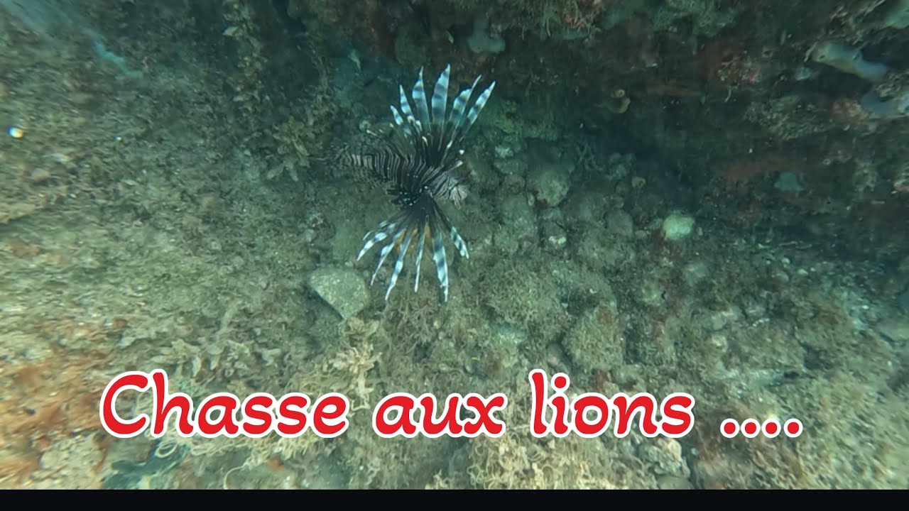 #38 Learning how to hunt Lionfish 😱😱