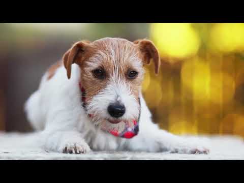 WHY Puppies are this much Cute | Attracting Dogs  Compilation | Don't miss