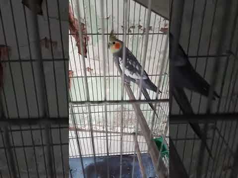 Calopsita encanta com a música  ATIREI O PAU NO GATO! (Cockatiel music.. I THROW A DICK AT THE CAT!)