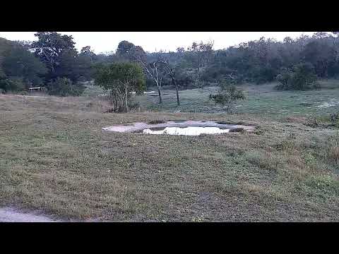 Djuma: Impala ram runs from shallow end of dam with African Painted Dog chasing - 06:31 - 05/07/2022