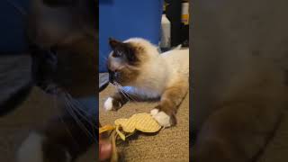 Casper enjoyed his new toy 😻#cat #kitten #ragdoll #love #cute #shorts