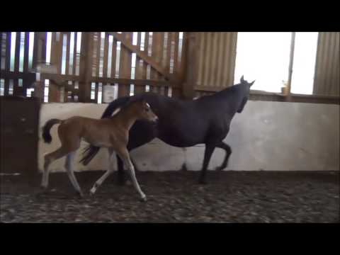 HF von Fürst Romancier/ Angard/ Pygmalion 2 Wochen alt