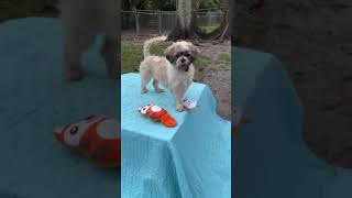 Video preview image #1 Shih Tzu Puppy For Sale in Weston, FL, USA