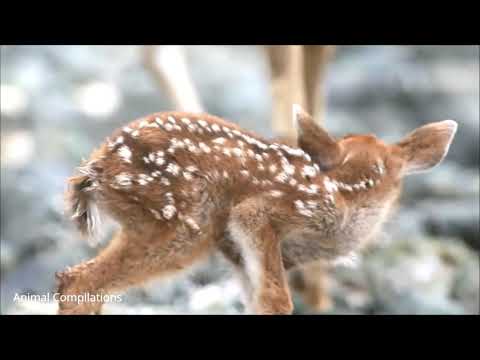 Baby Deer Jumping- Cutest Compilation