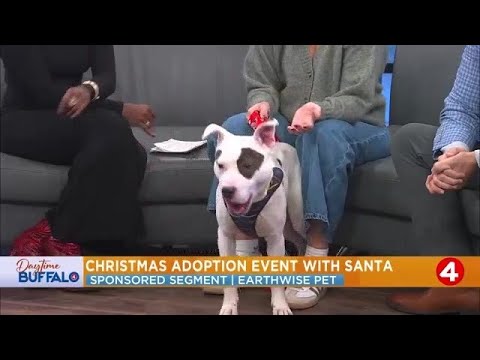 Daytime Buffalo: Basil Volkswagen hosting holiday event with Buddy's | Sponsored by Earthwise Pet