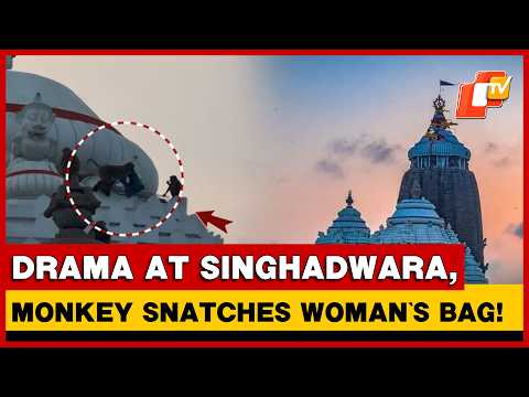 Monkey Snatches Devotee’s Bag At Puri Jagannath Temple, Climbs Singhadwara Dome | OTV