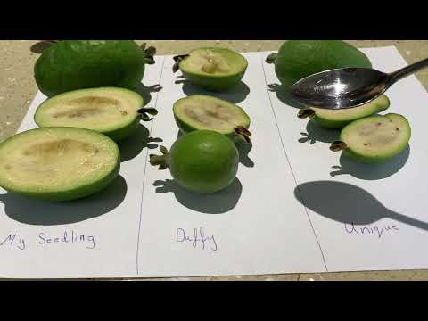 Feijoa variety taste test or pineapple guava