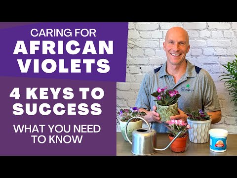 , title : 'Care Tips for African Violets - 4 Keys to Success (What You Need to Know About African Violet Care)'