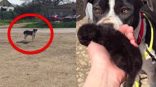 A Worker Found This Stray Dog At The Roadside Then She Realized It Was Protecting Another Animal
