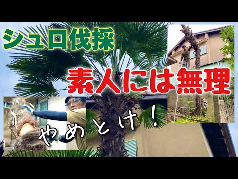 いつ木を伐採できますか?法的状況の概要 トピックス