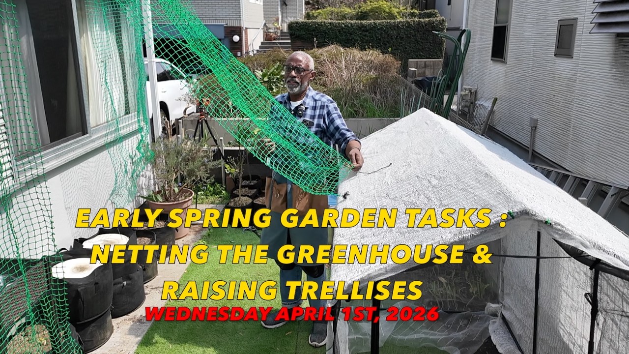 Early Spring Garden Tasks : Netting the Greenhouse & Raising Trellises
