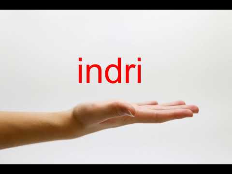 How to Pronounce indri - American English