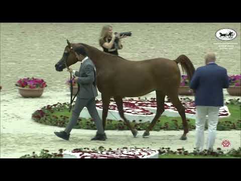 N 146 ROHARA REBECCA   Sharjah International Arabian Horse Festival 2022   Mares 10 Years & Older Cl