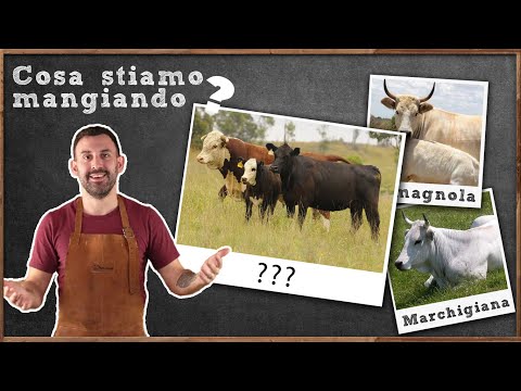 , title : 'Guida completa alle Razze Bovine da Carne - la Chianina è poi così pregiata?'