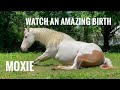 Episode 79 Moxie S Second Foal American Paint Horse Giving Birth Beautiful Colt