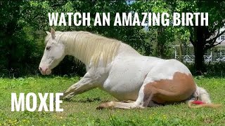 Episode 79 - Moxie’s Second Foal - American Paint Horse Giving Birth - Beautiful Colt