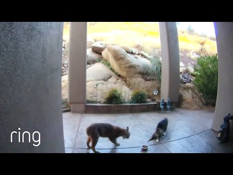This Courageous House Cat Would Not Back Down When A Bobcat Tried To Steal Its Food