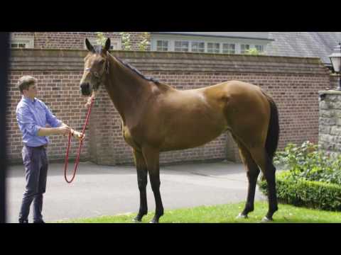 Ditcheat Thoroughbreds Racehorse Syndicate Jessber's Dream introduced by Paul Nicholls