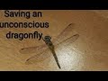 Saving an unconscious dragonfly hit by the fan leaf