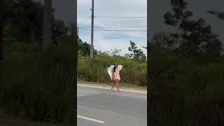 Download lagu MIMI PERI JALAN KAKI DI BUMI TANPA KASAT MATA mp3
