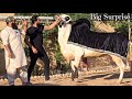 Talha Cattle Farm - Dangerous Bulls - Fateh Jang Bulls 2024 - Cow Mandi 2024 -Bakra Mandi 2024