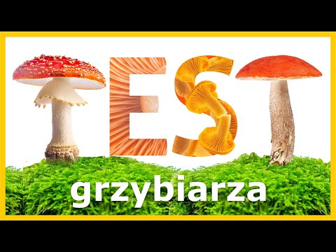Test Grzybiarza - Ile z tych Grzybów Znasz? (Szybki Quiz)