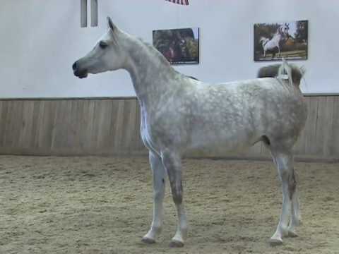 AL MARENGA Arabian horse mare  by Sax Arabians Germany