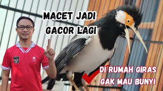 Download lagu OVERCOMING A SUREN STARLING THAT HAS STOPPED SOUNDING AFTER BUYING IT WITH BATH THERAPY AND 10 CR... mp3