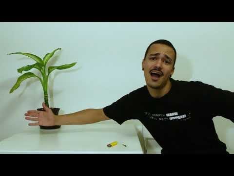 Rô Rosa - Debochando a Flor Ft. The Bochados (VISUALIZER)