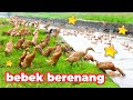 Swimming Duck Cut Duck Goose Real Duck Swimming In The River
