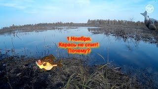 Клюет ли уже карась в подмосковье