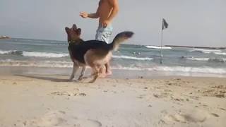 אימון עם הכלב