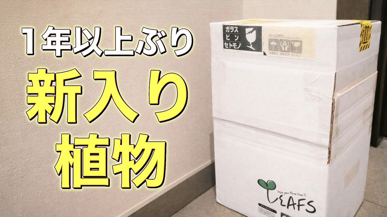 1年以上ぶりに植物を買ったら、やっぱり良かった