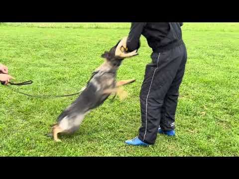 Maggie z Jukasu - training IGP - 18 months