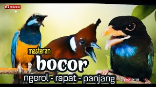 Download lagu MASTERAN BOCOR ngrol-rapat- panjang cumgkok vs cililin vs tengkek plus air mengalir mp3 Download lagu MASTERAN BOCOR ngrol-rapat- panjang cumgkok vs cililin vs tengkek plus air mengalir mp3