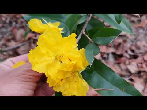 Cách chăm sóc giúp cây mai phát triển mạnh giữa tháng 8 âm lịch.