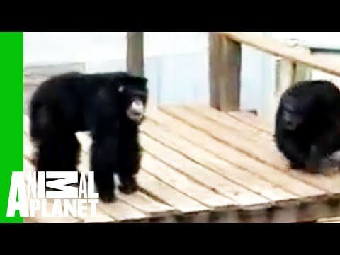 Zookeepers refuse to save chimpanzee from drowning – then truck driver does what no one else dares