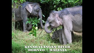 preview picture of video 'Kinabatangan River in Borneo - Malaysia'