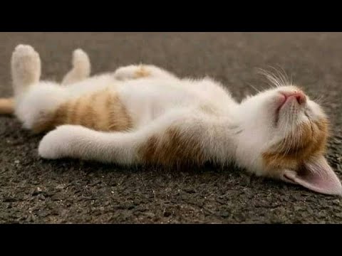 Cutest Funniest Babies Cats Compilation | World beauty Cats Ever 💖 | Animo Creation |