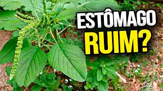 A PLANTA que muita gente arranca do quintal sem saber o valor que ela tem