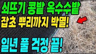 콩밭 옥수수밭 풀, 쇠뜨기 뿌리까지 박멸! 일년 풀 걱정 이걸로 끝납니다!