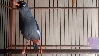 Download lagu POKSAY MANDARIN GACOR SUARA BERVARIASI FULL PANCINGAN  MASTERAN DAN PIKAT mp3