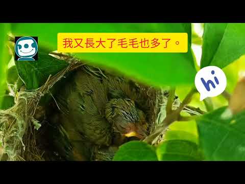 綠繡眼成長日記-SHOW出你自己