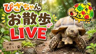 【LIVEアーカイブ】リクガメのぴざちゃんとお散歩LIVE！まったり癒やしのひとときin群馬