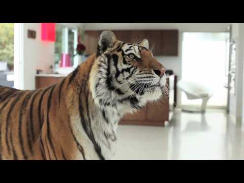 Meital Dohan Explains The Difficulties Of Owning A Pet Tiger
