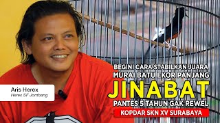 Download lagu [ Murai Batu JINABAT ] 5 Tahun Stabil Juara !! Begini Cara Rawat Ekor Panjang mp3