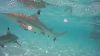 Polynésie Française: Moorea, la vidéo