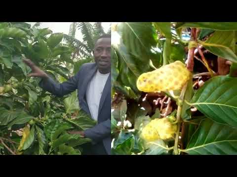 WHAT IS NONI JUICE AND ITS HEALTH BENEFITS