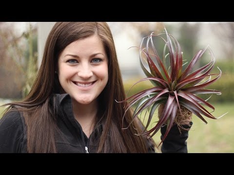 Ideas for Displaying Air Plants // Garden Answer